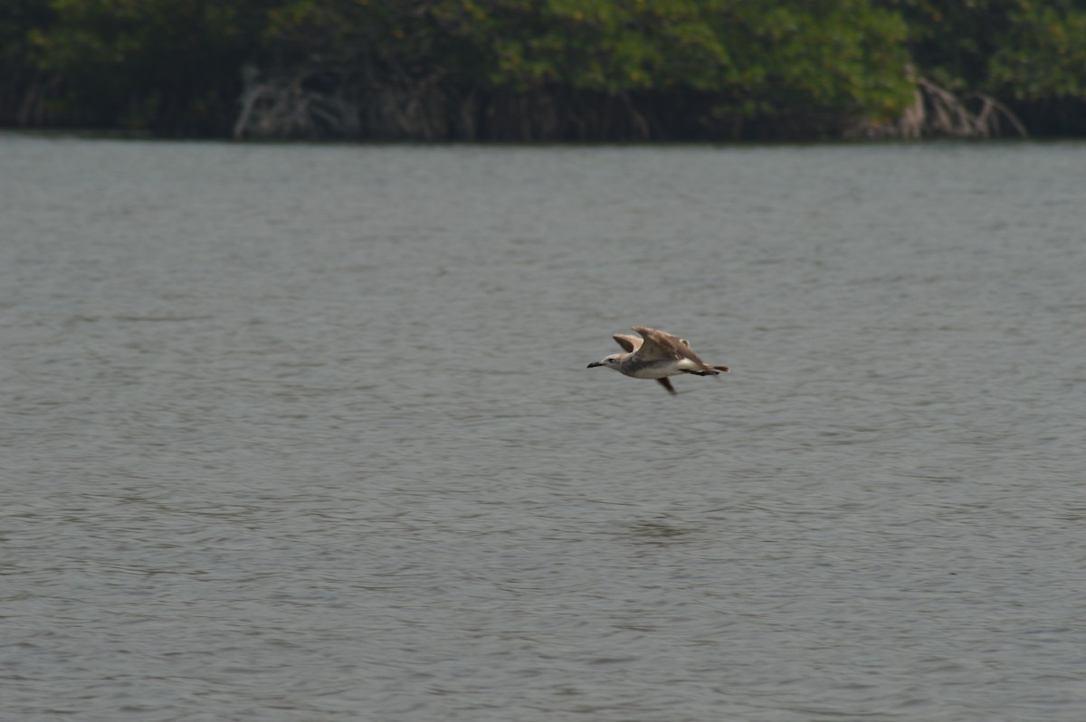 Laughing Gull - ML620376802