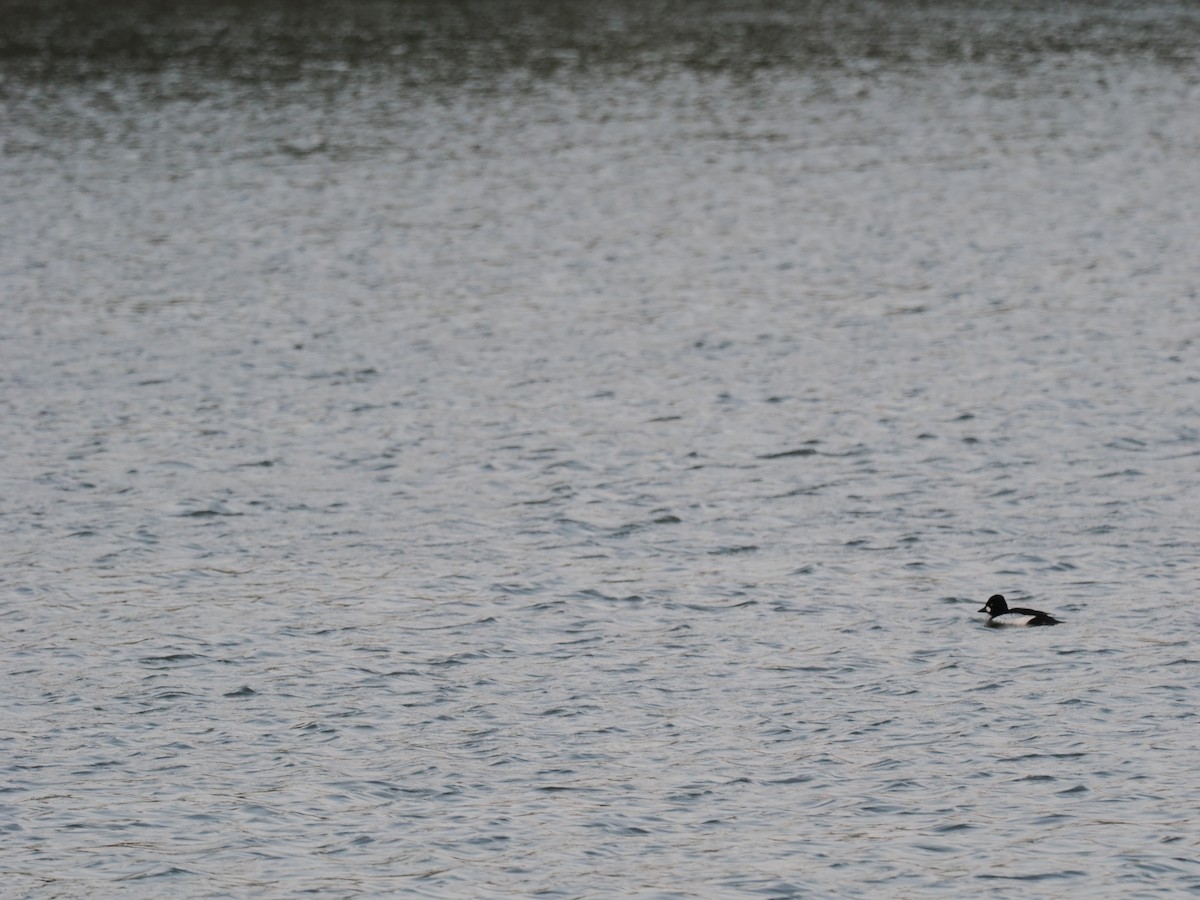 Common Goldeneye - ML620376804