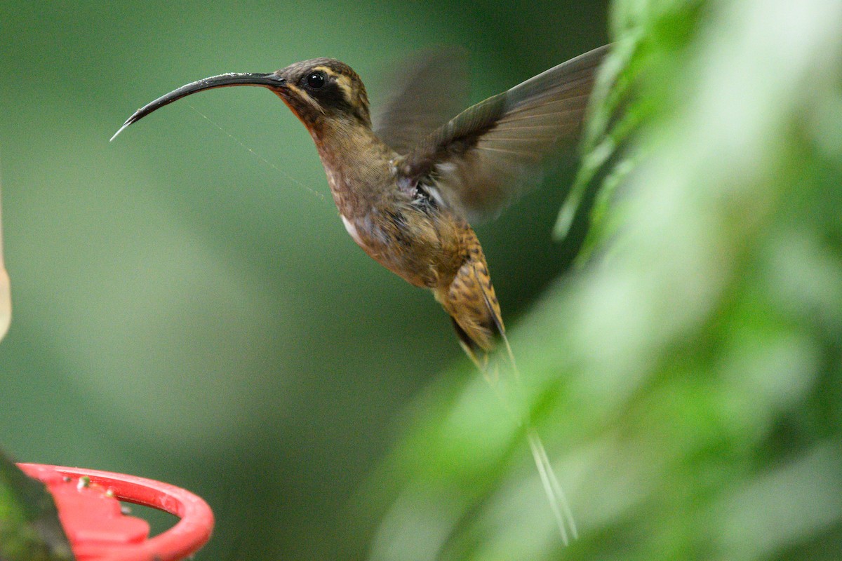 Long-billed Hermit - ML620376812