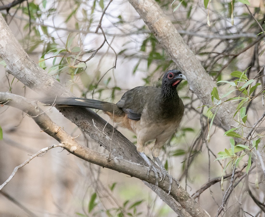West Mexican Chachalaca - ML620376823
