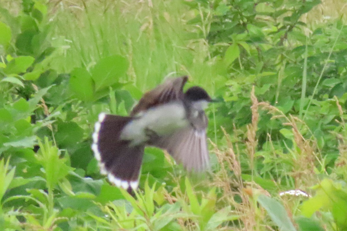 Eastern Kingbird - ML620376825