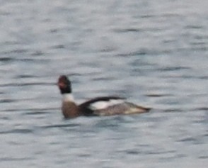 Red-breasted Merganser - ML620376828