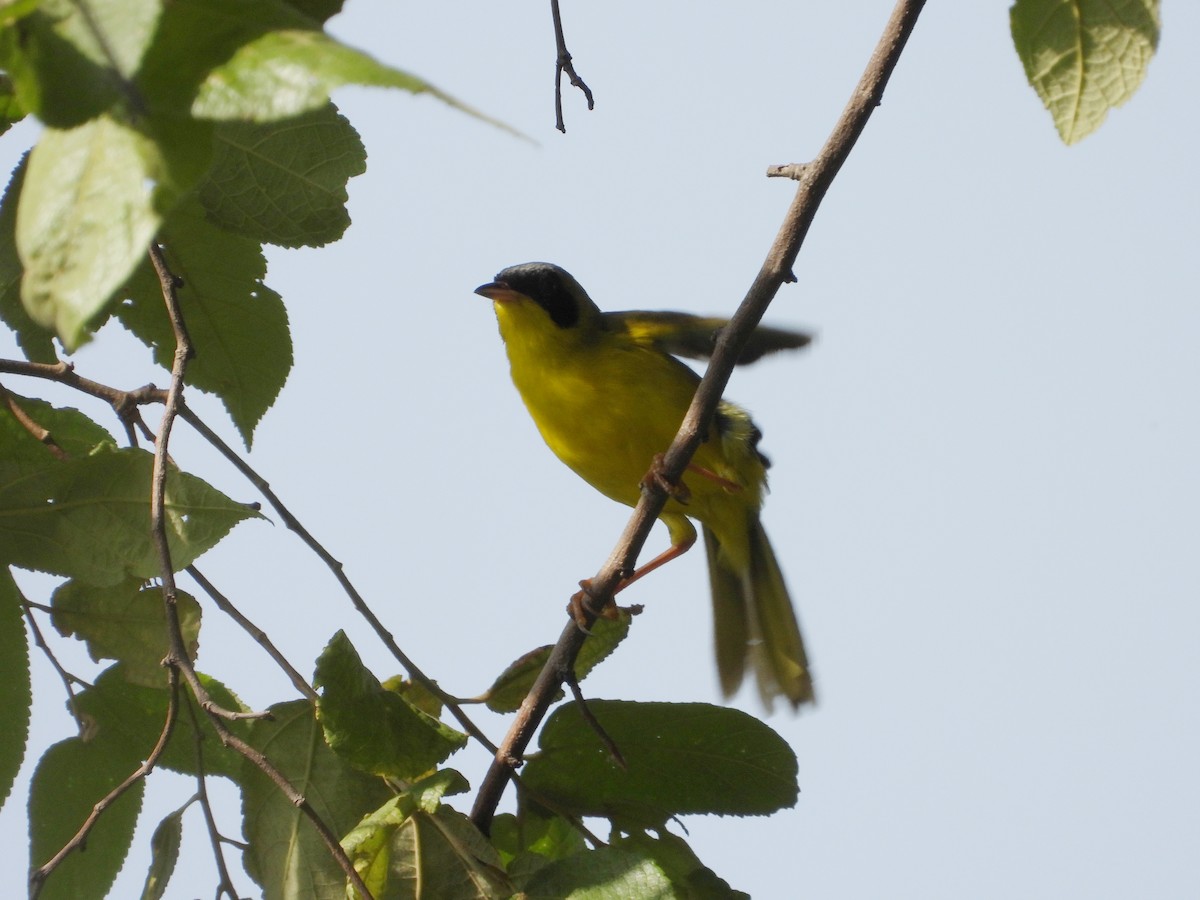 Masked Yellowthroat - ML620376831