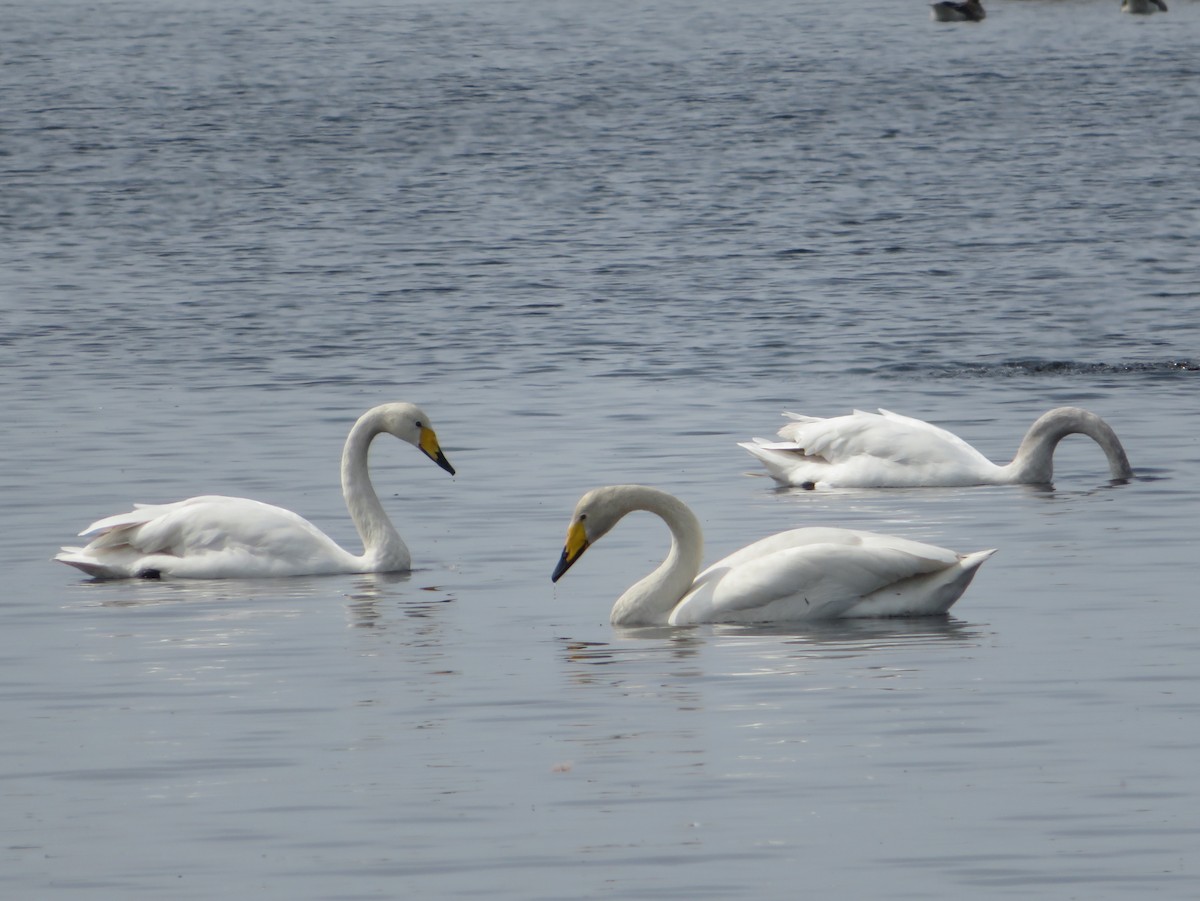 Whooper Swan - ML620376833