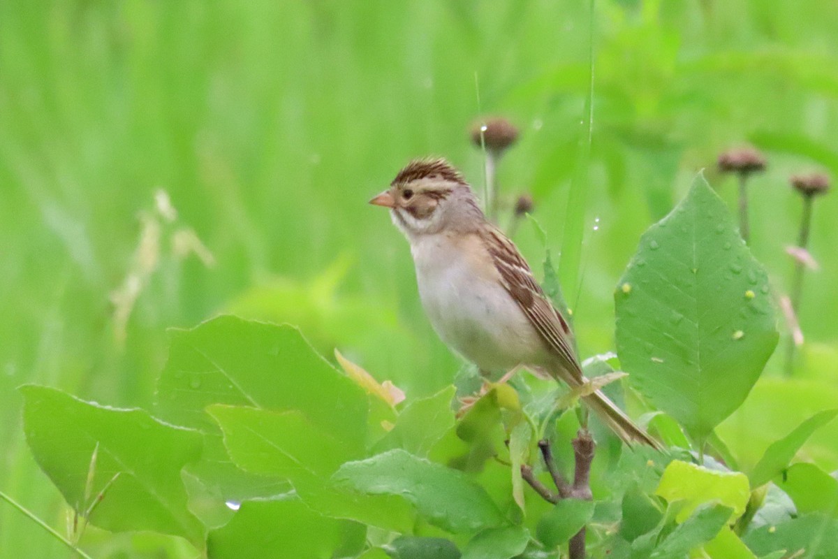 Clay-colored Sparrow - ML620376835