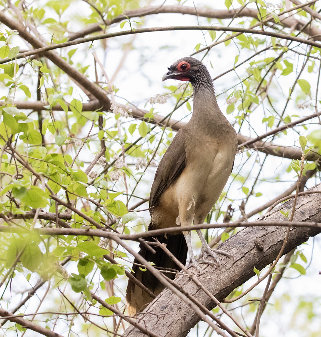 West Mexican Chachalaca - ML620376838