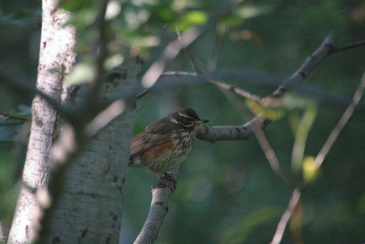 Redwing - ML620376839