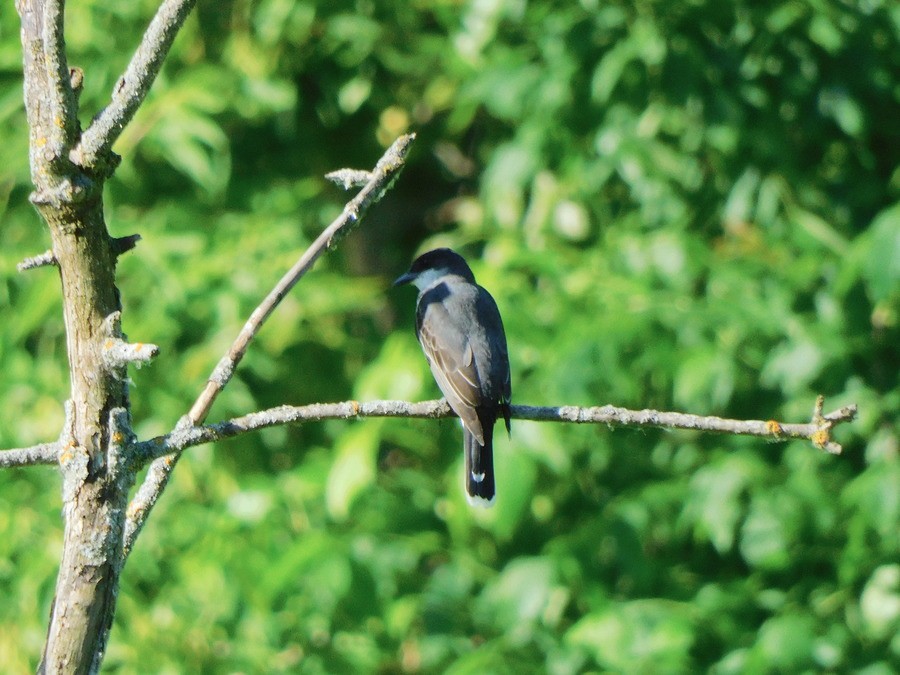 Eastern Kingbird - ML620376847