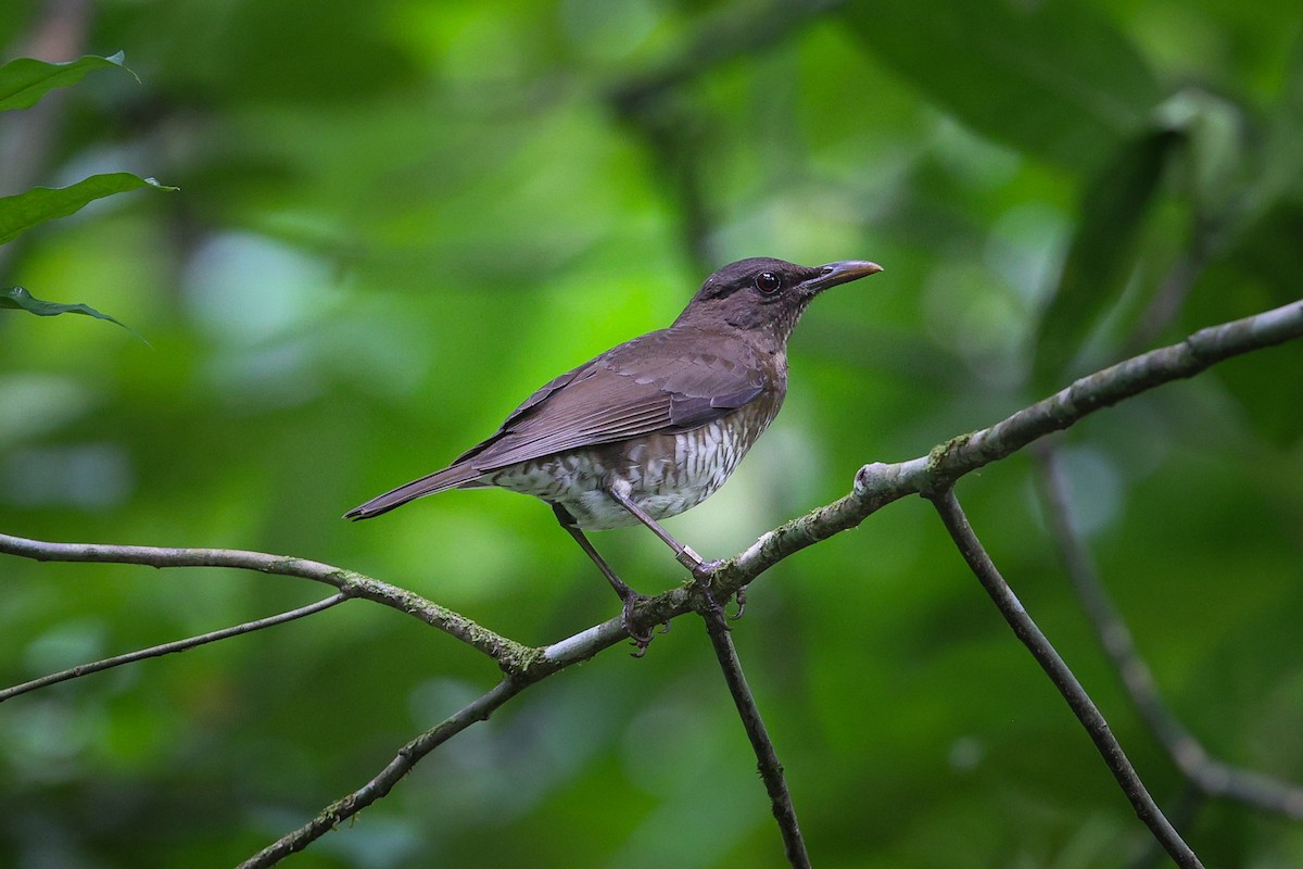 Sao Tome Thrush - ML620376851