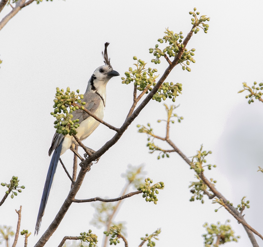 White-throated Magpie-Jay - ML620376854