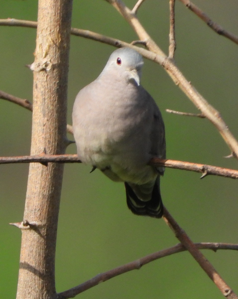 Plain-breasted Ground Dove - ML620376857