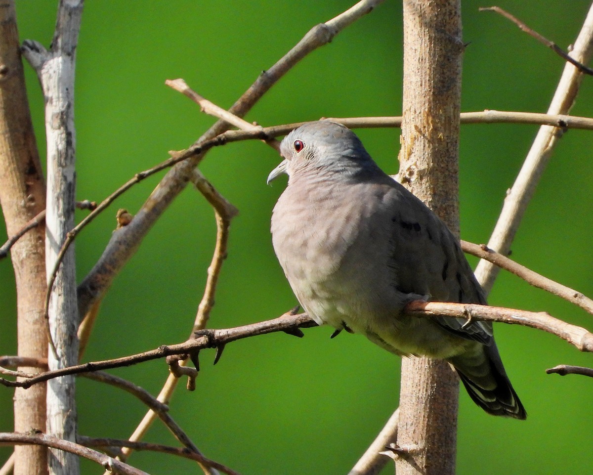 Plain-breasted Ground Dove - ML620376859