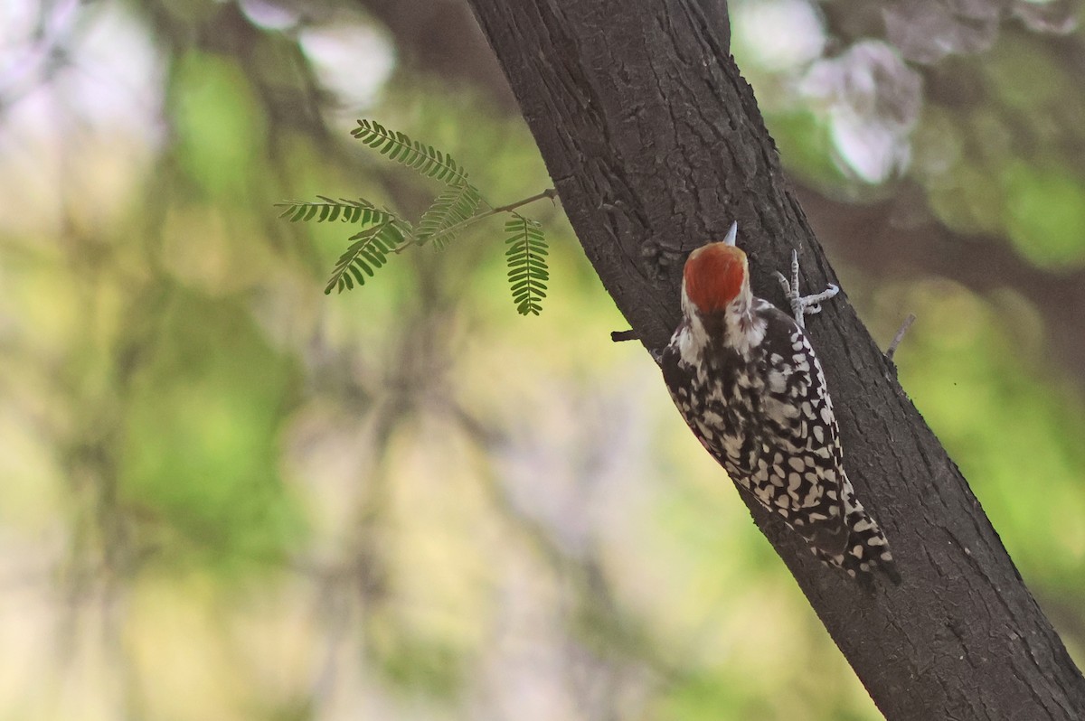 Yellow-crowned Woodpecker - ML620376861