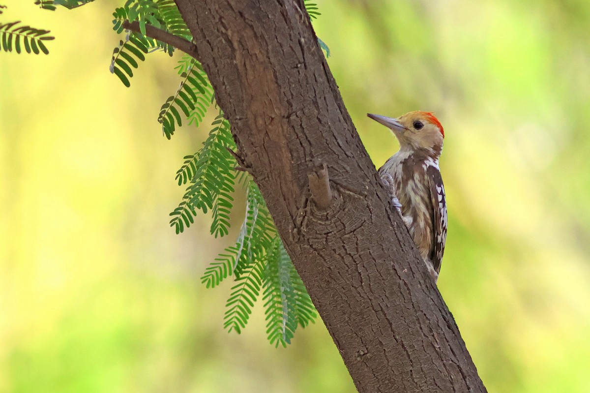 Yellow-crowned Woodpecker - ML620376862