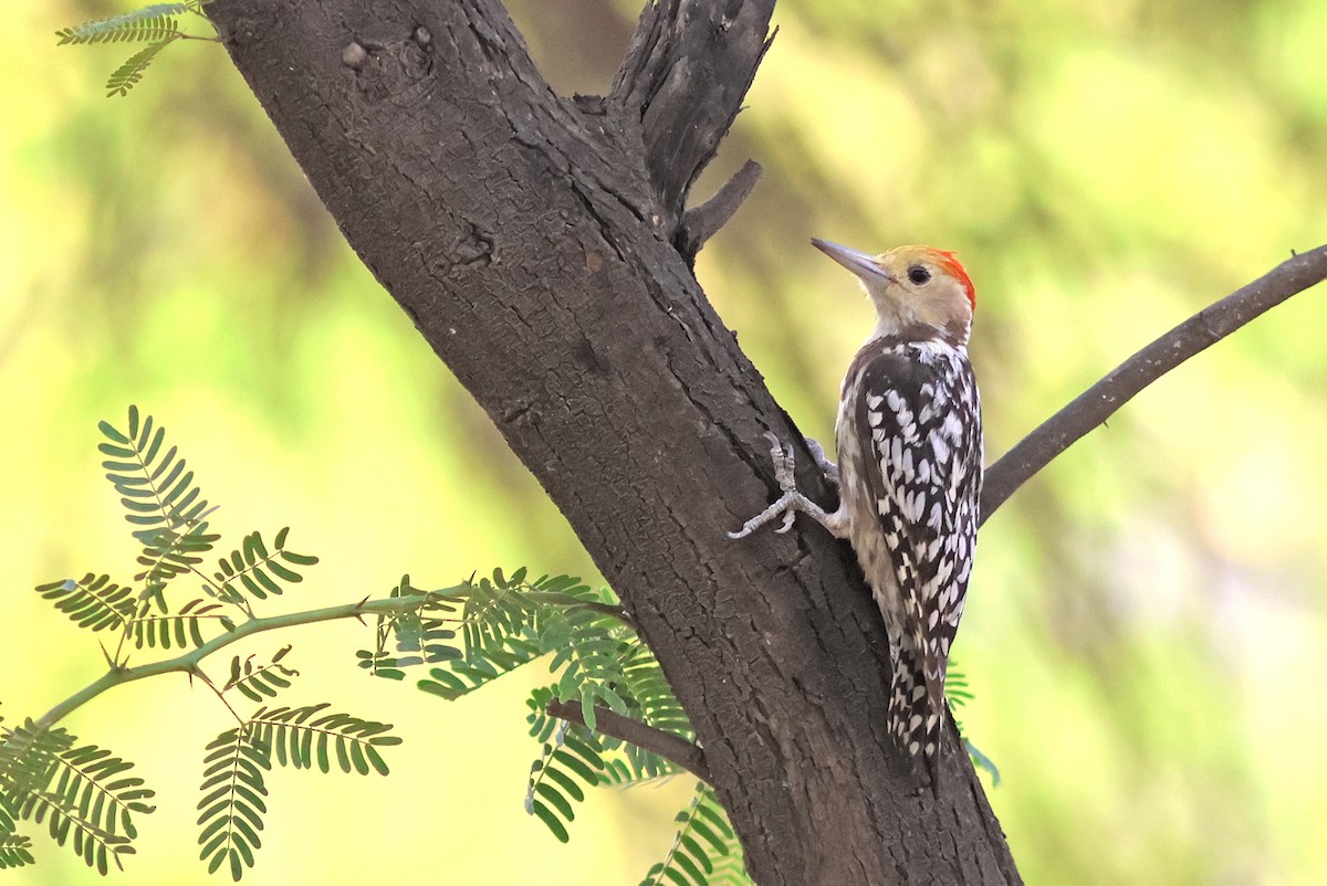 Yellow-crowned Woodpecker - ML620376863