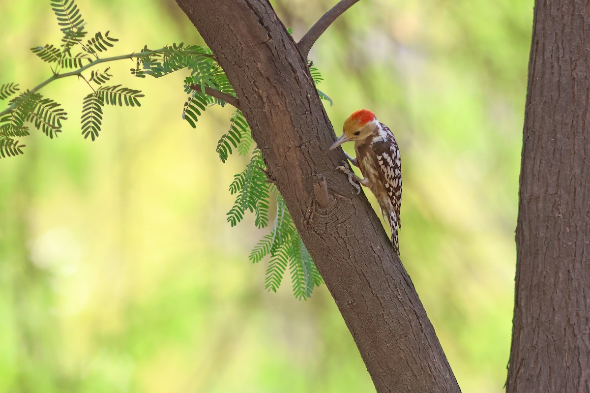 Yellow-crowned Woodpecker - ML620376865
