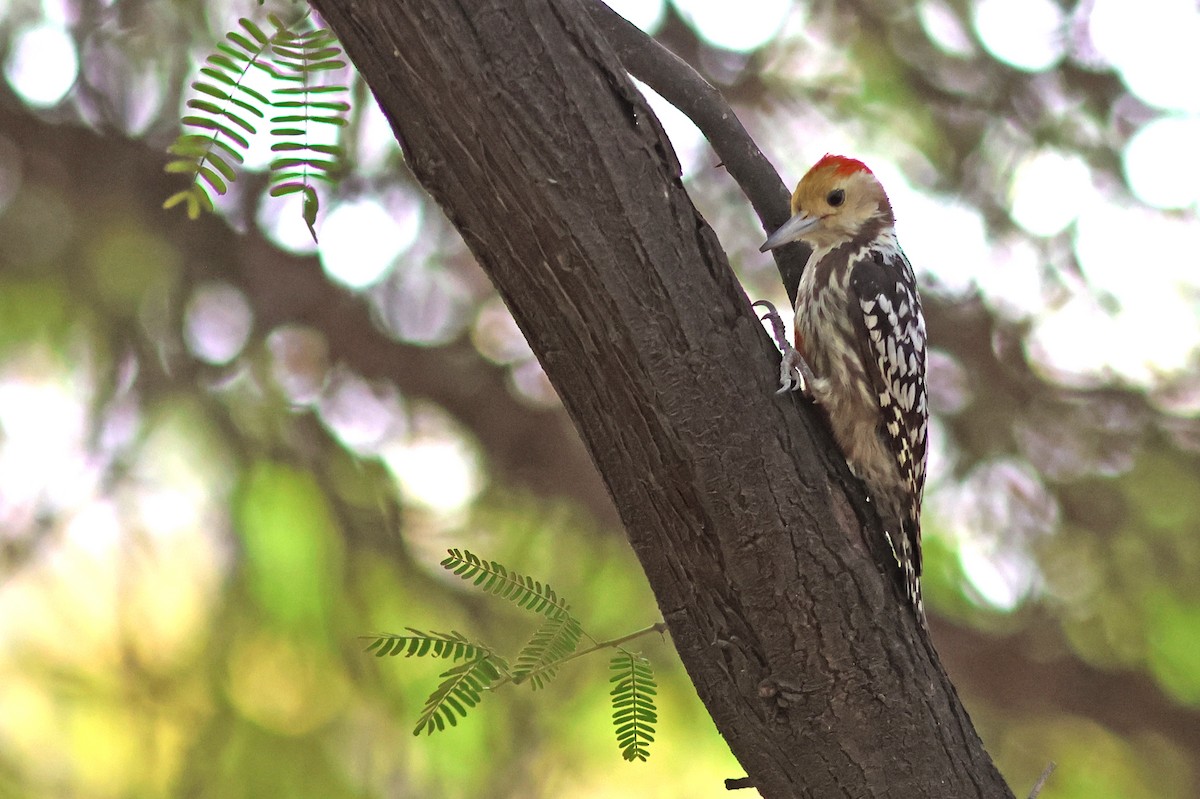 Yellow-crowned Woodpecker - ML620376866