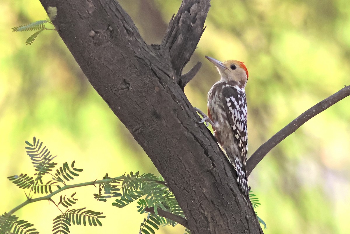 Yellow-crowned Woodpecker - ML620376867