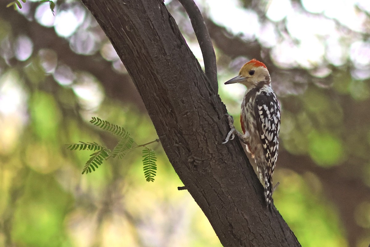 Yellow-crowned Woodpecker - ML620376868