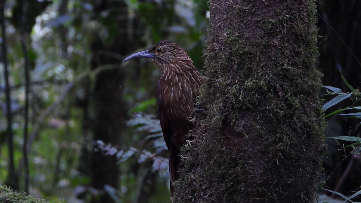 Strong-billed Woodcreeper - ML620376886