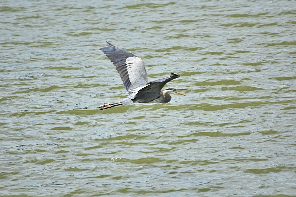 Great Blue Heron - ML620376895