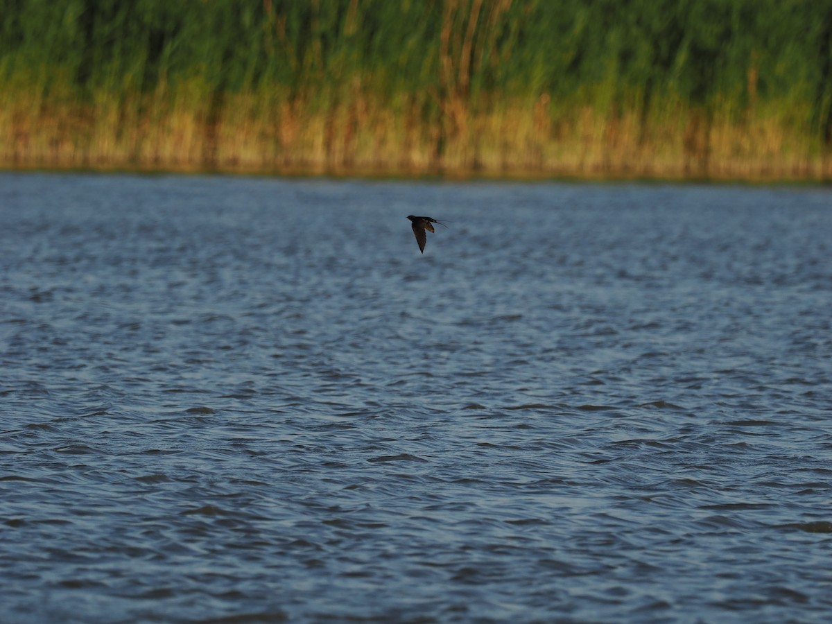 Barn Swallow - ML620376902