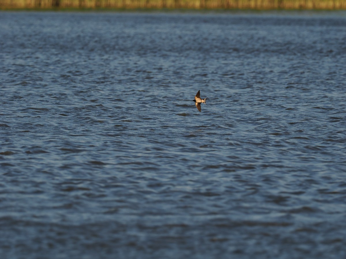 Barn Swallow - ML620376903