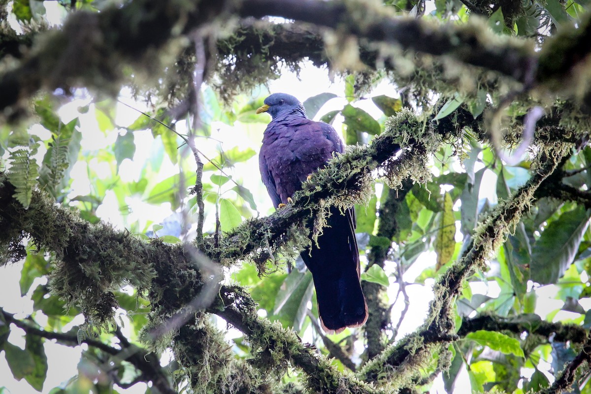 Maroon Pigeon - ML620376904