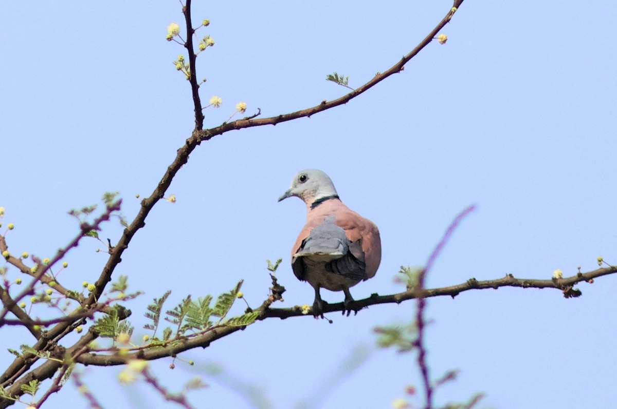Red Collared-Dove - ML620376914