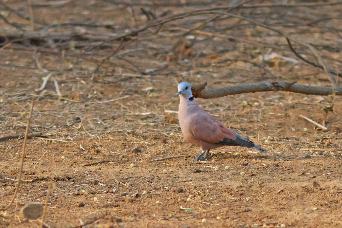 Red Collared-Dove - ML620376915