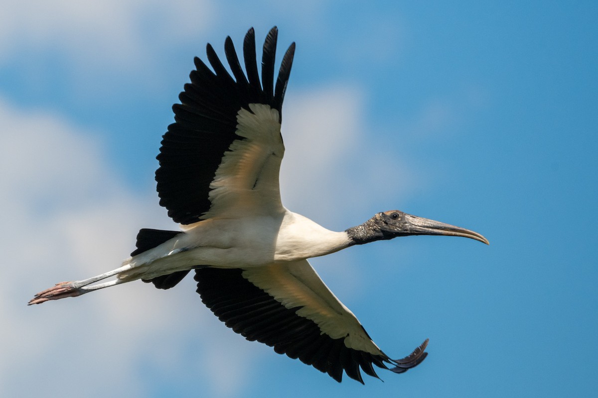 Wood Stork - ML620376923