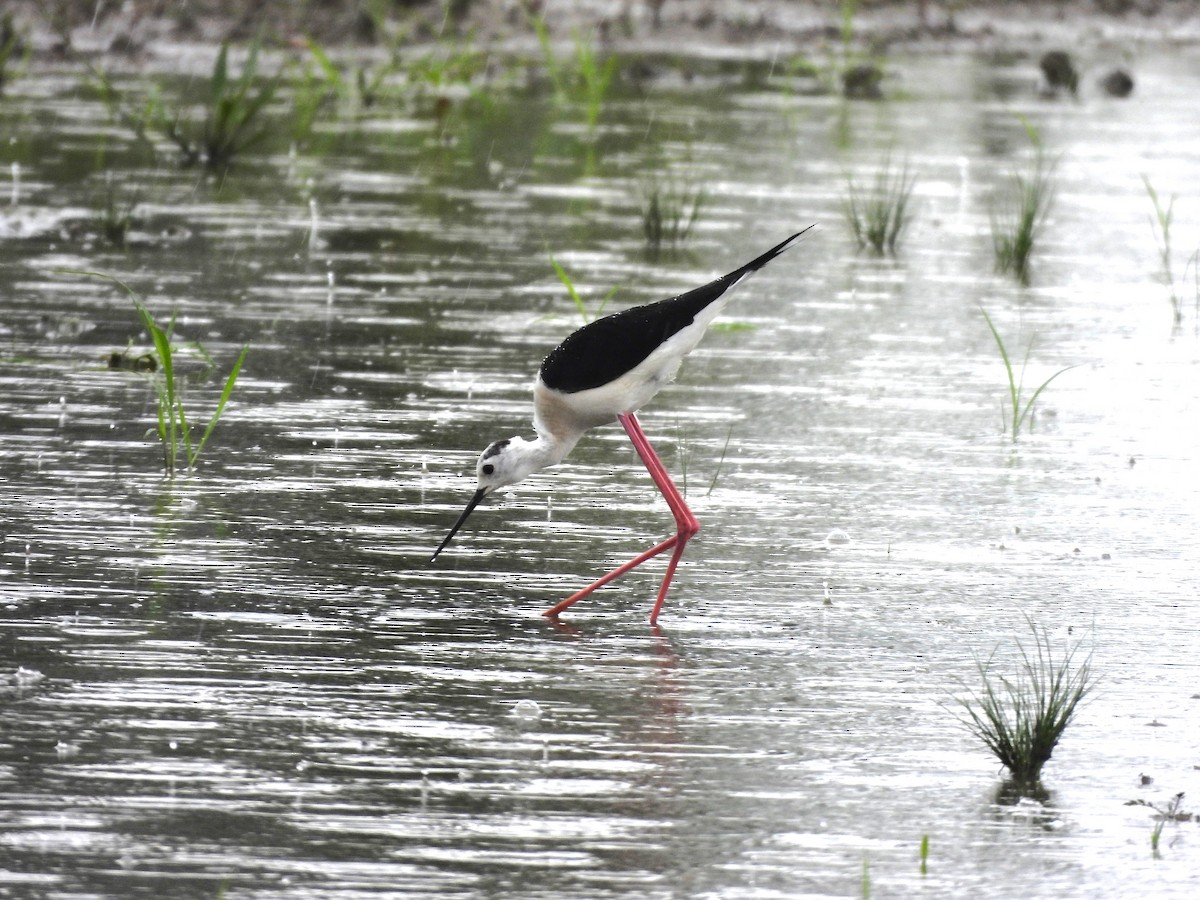 Black-winged Stilt - ML620376933