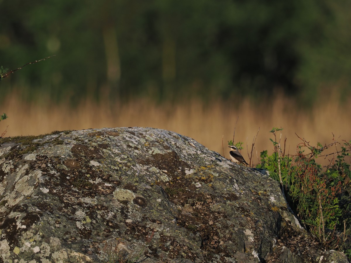 Northern Wheatear - ML620376940