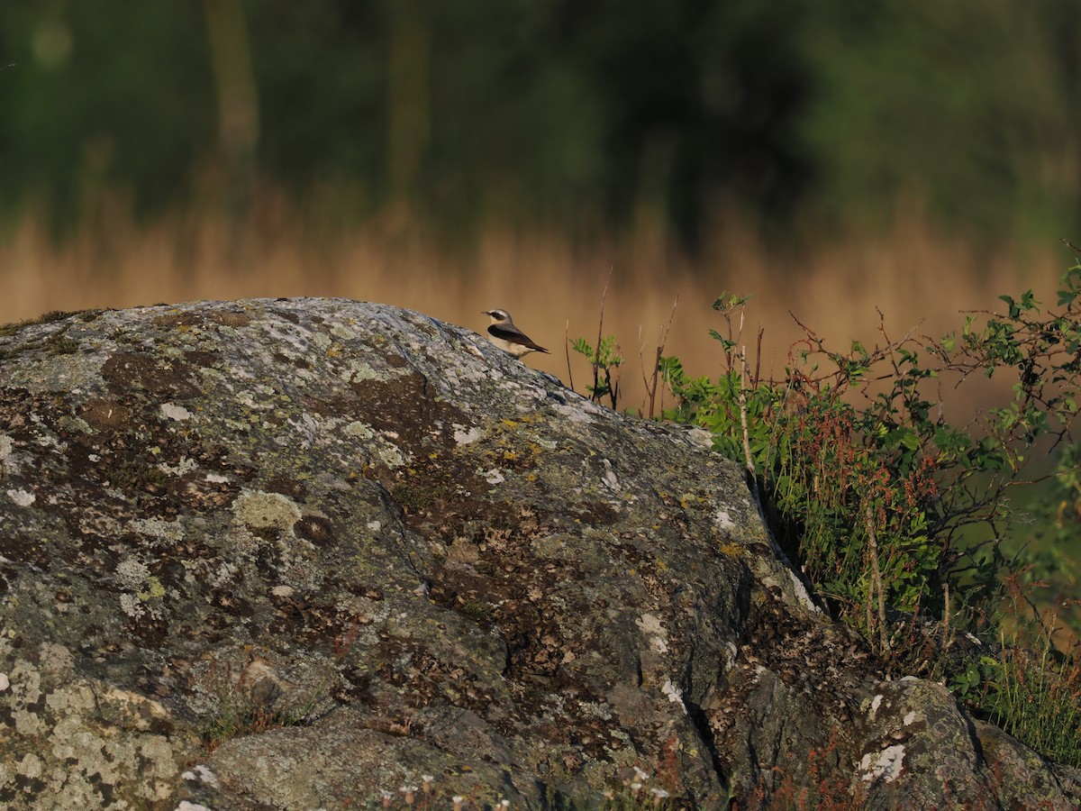 Northern Wheatear - ML620376941