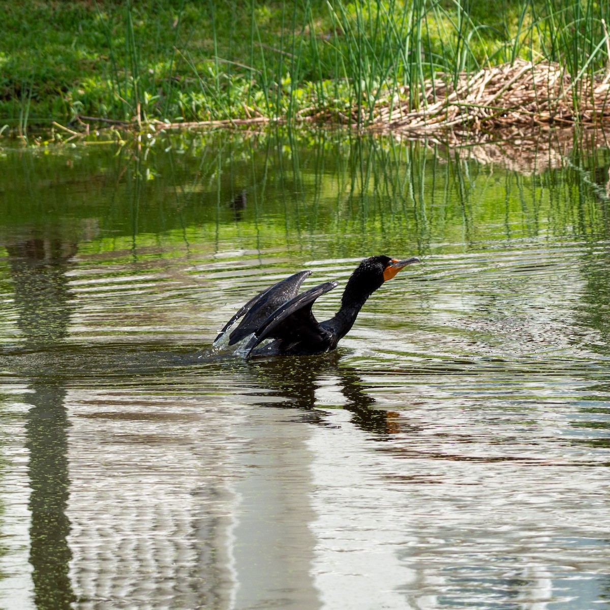 Double-crested Cormorant - ML620376951