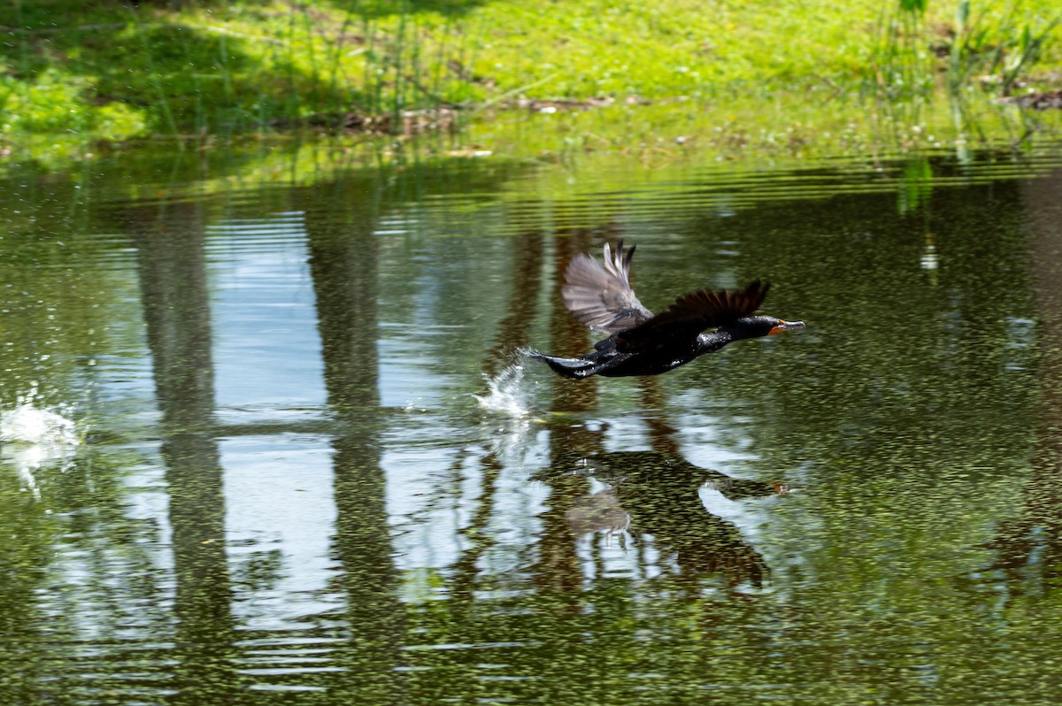 Double-crested Cormorant - ML620376952