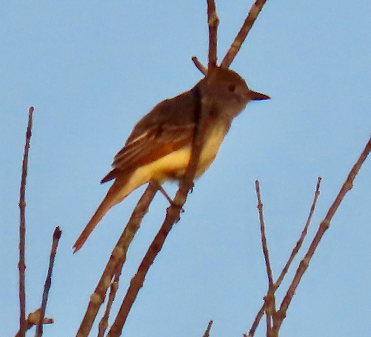 Great Crested Flycatcher - ML620376955