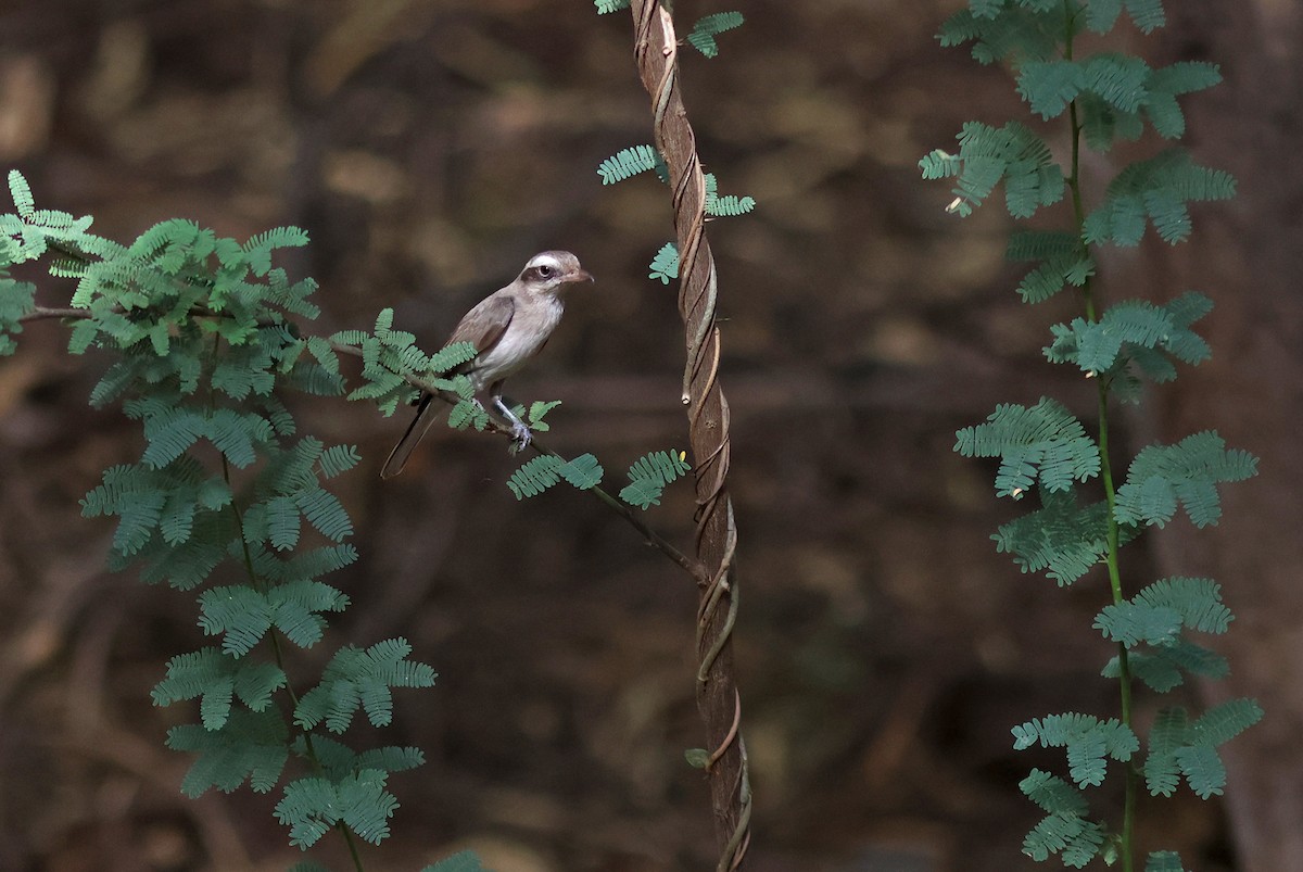 Common Woodshrike - ML620376964