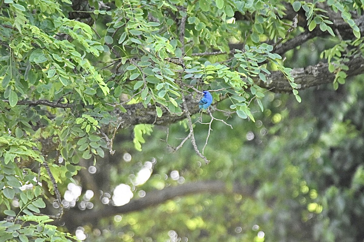 Indigo Bunting - ML620376968