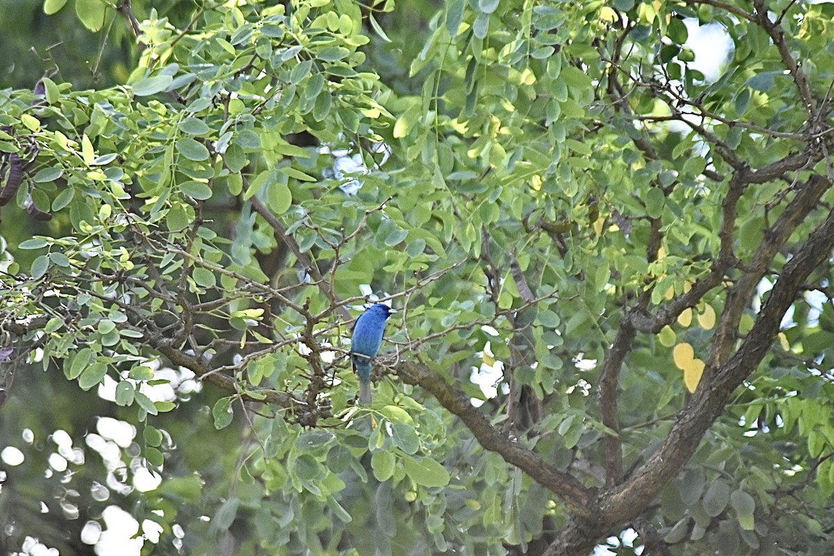 Indigo Bunting - Gabriel Diggs