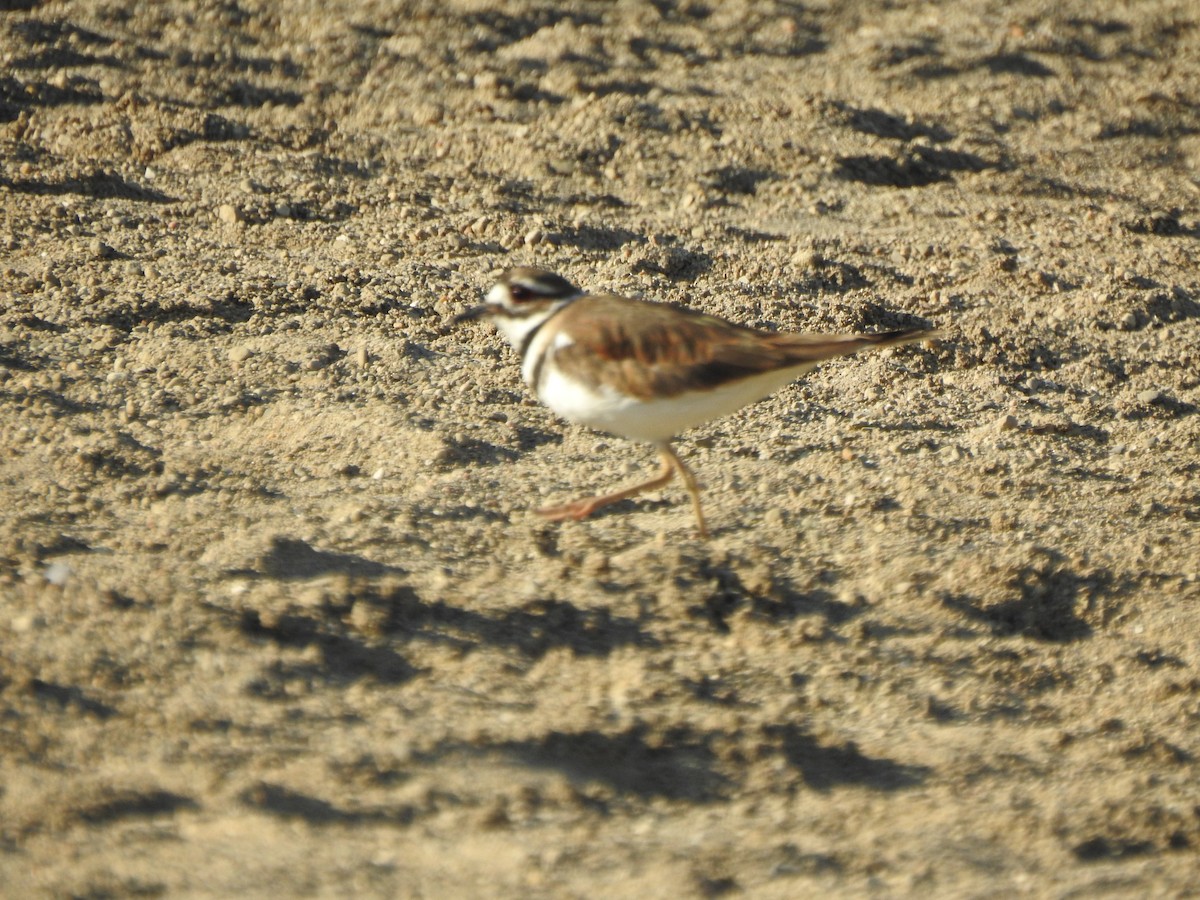 Killdeer - ML620376971