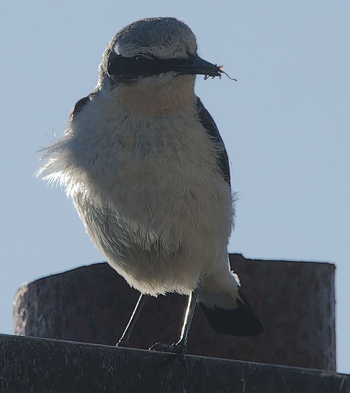 ハシグロヒタキ - ML620376972