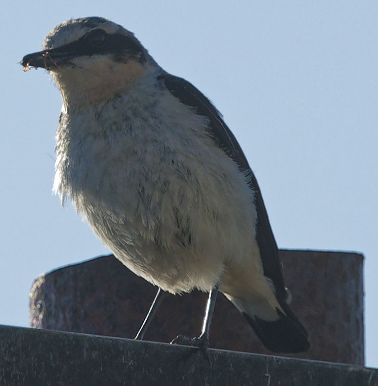 ハシグロヒタキ - ML620376974