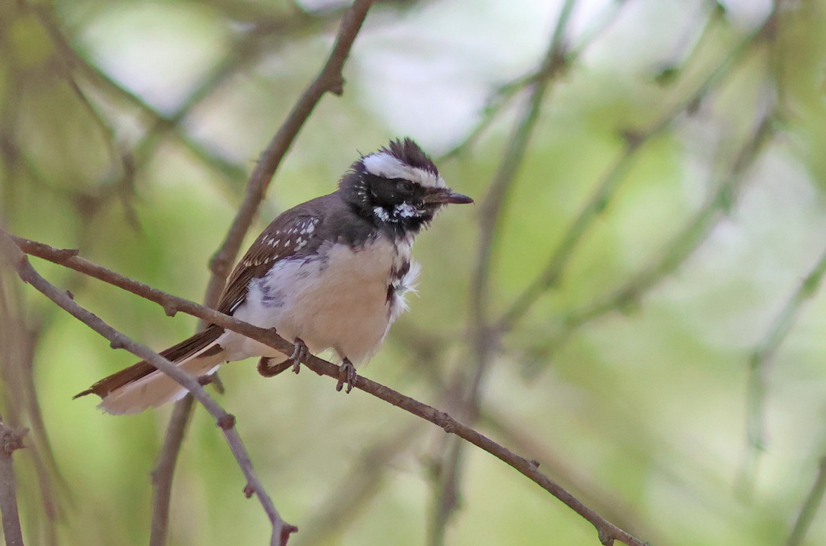 White-browed Fantail - ML620376976