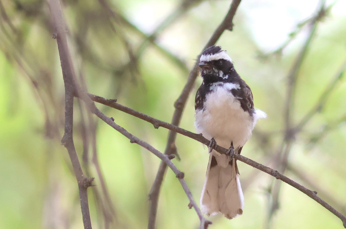 White-browed Fantail - ML620376977