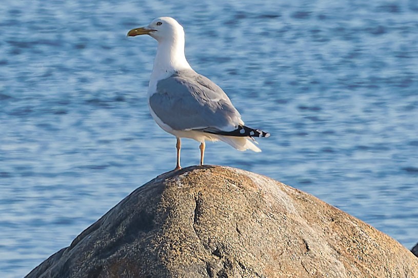 ヨーロッパセグロカモメ - ML620376981