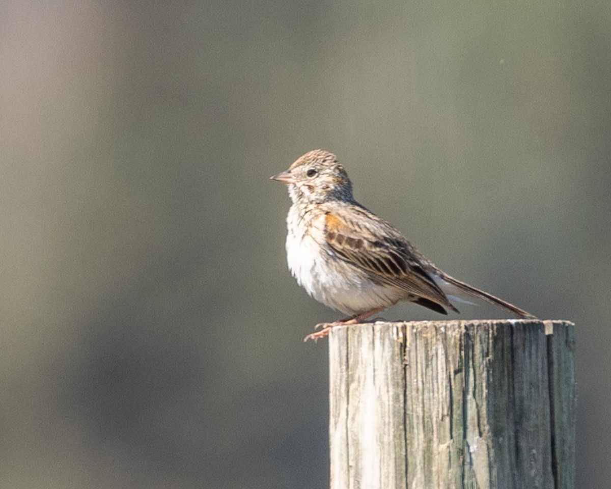 Vesper Sparrow - ML620376992