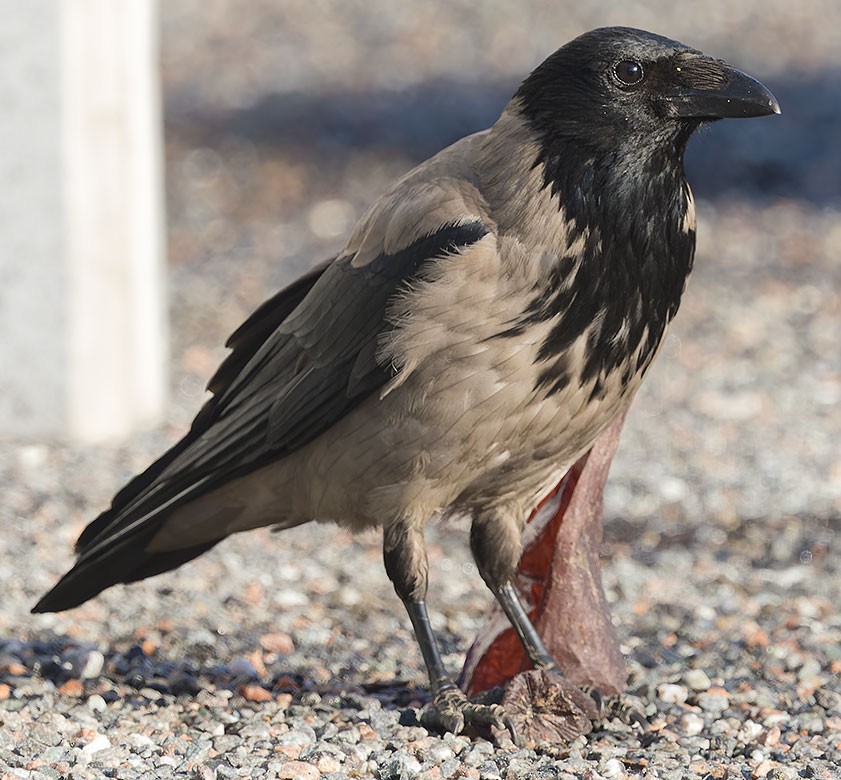 ズキンガラス - ML620376993