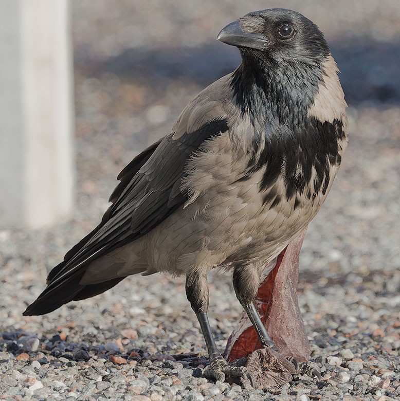 Hooded Crow - ML620376994