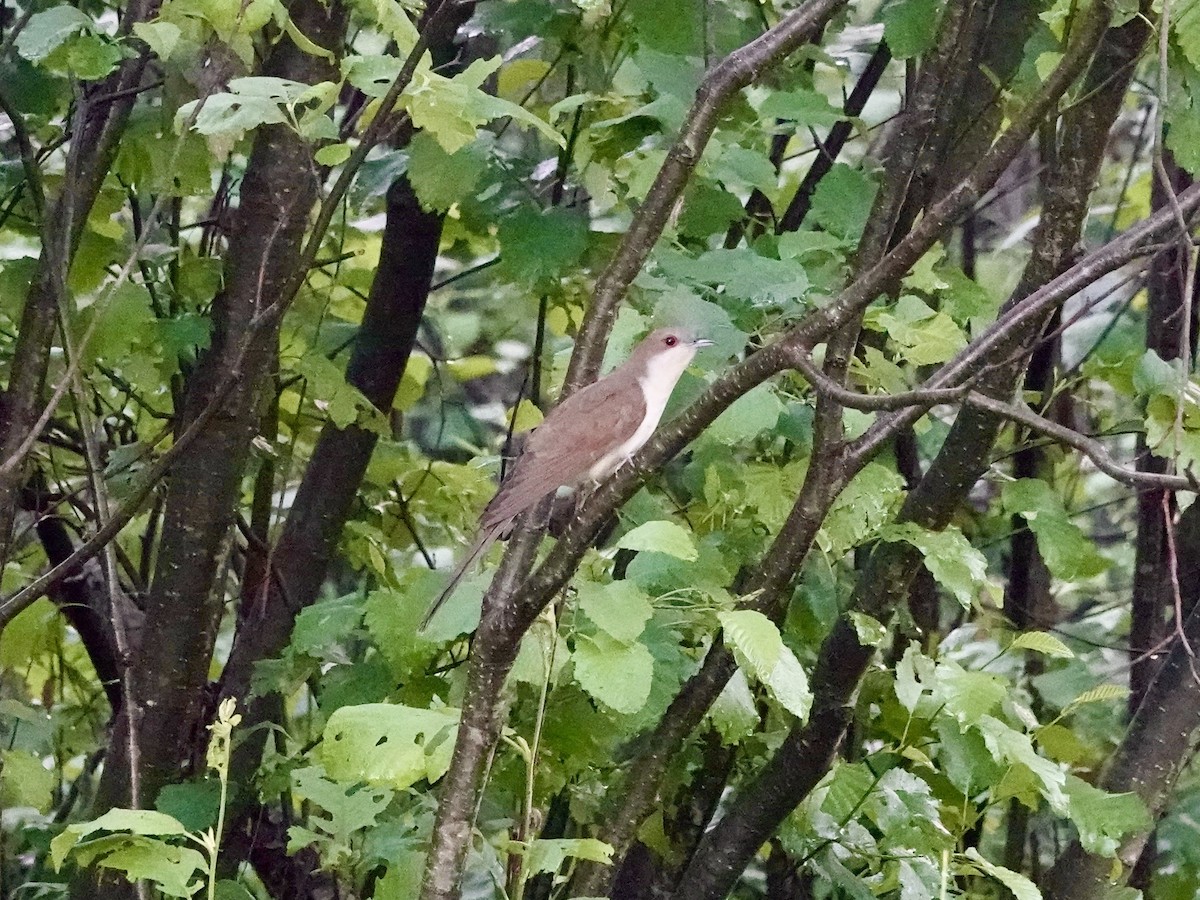 Black-billed Cuckoo - ML620376996